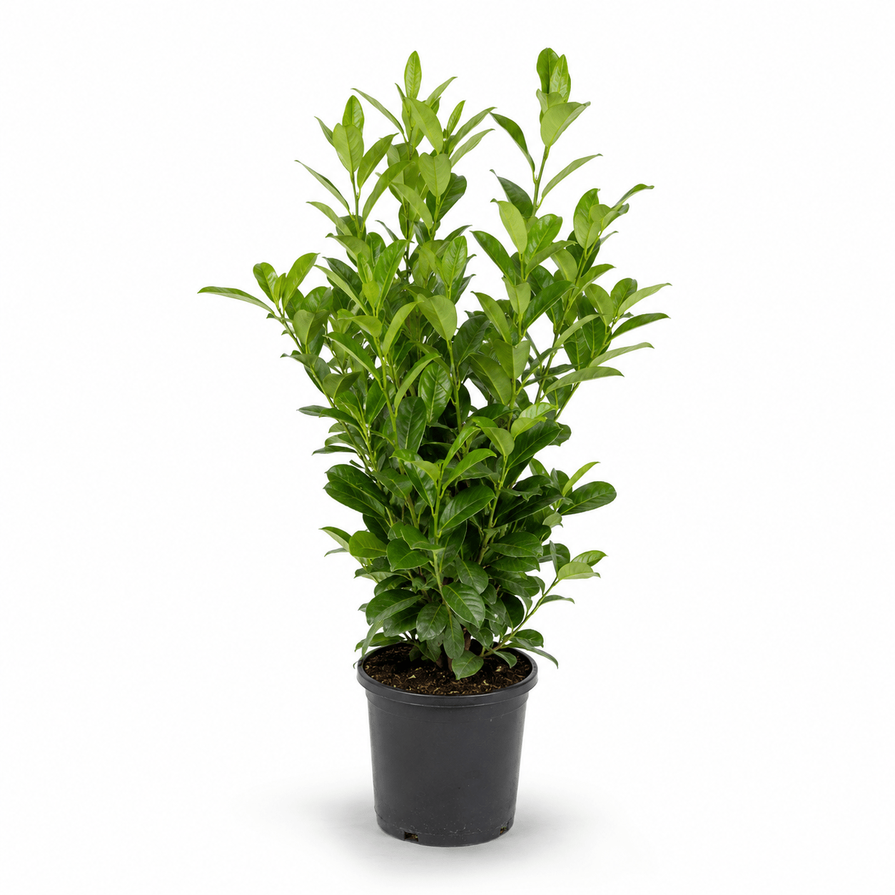 Kirschlorbeer - Rotundifolia - Heckenmeister