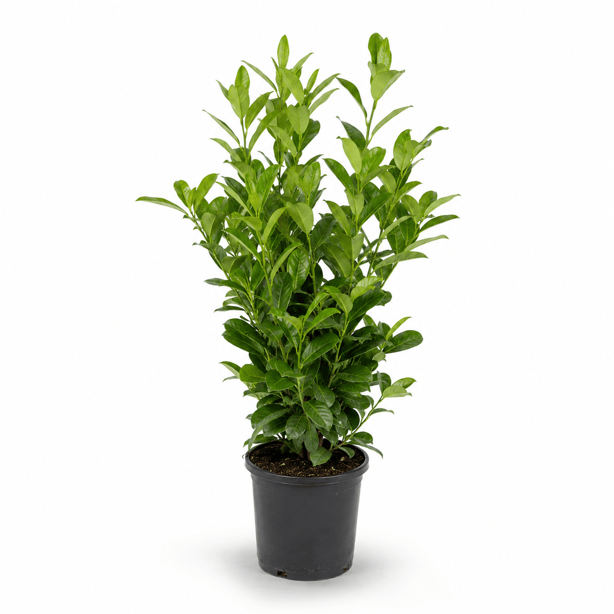 Kirschlorbeer - Rotundifolia - Heckenmeister