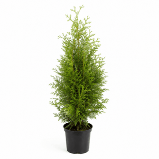 40-60 cm - 2 Liter Topf