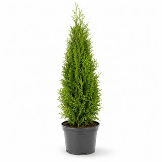 40-60 cm - 2 Liter Topf