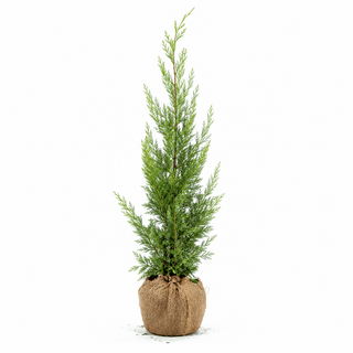 40-60 cm - 2 Liter Topf