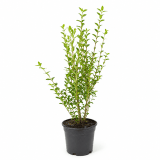 40-60 cm - 3 Liter Topf