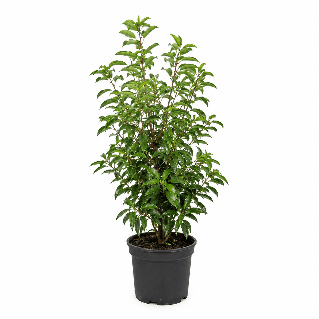 Portugiesischer Kirschlorbeer - Angustifolia - Heckenmeister