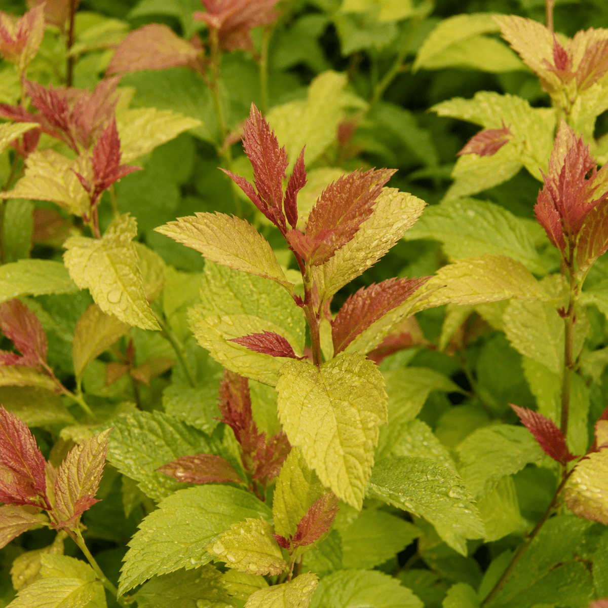 Sommerspiere - Goldflame - Heckenmeister