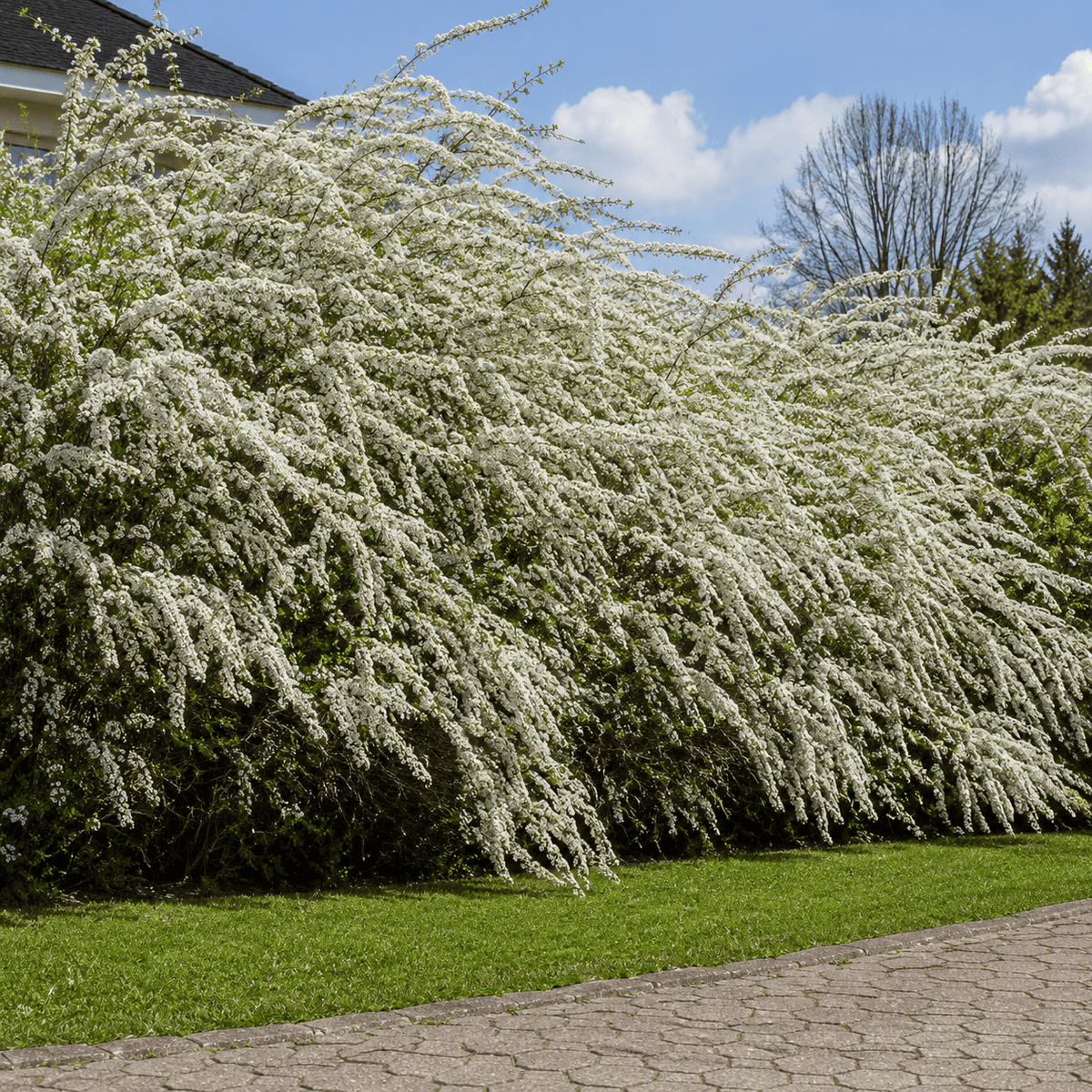 Weiße Rispenspiere - Grefsheim - Heckenmeister