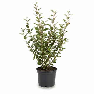 30-40 cm - 4,6 Liter Topf