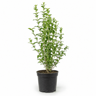 40-60 cm - 3 Liter Topf